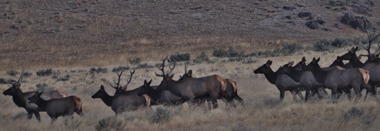 elk herd